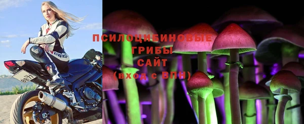 стаф Аркадак